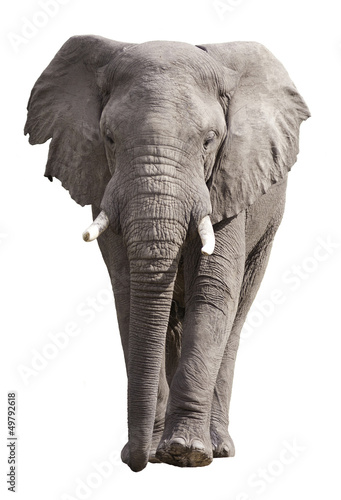 Elephant Isolated on White