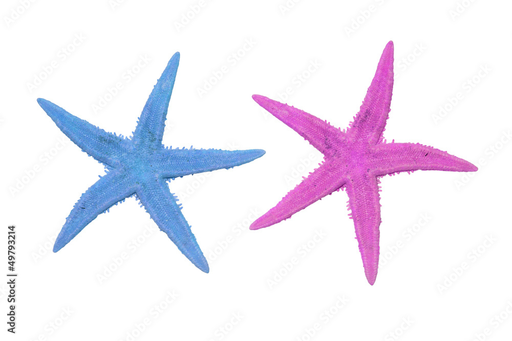 two colorful starfish on a white background two colorful starfish on a white background