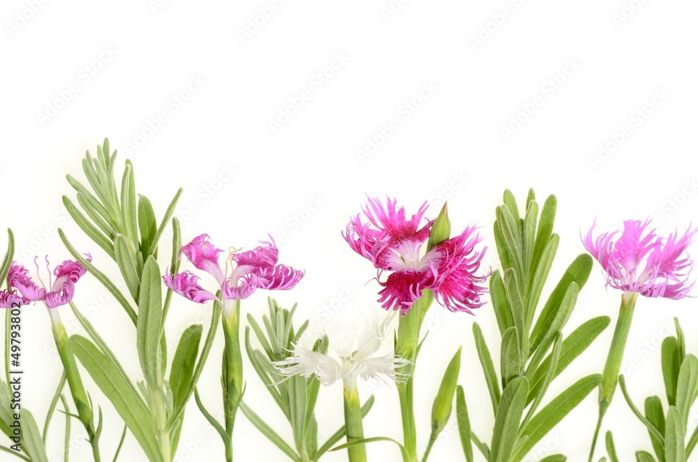 花 花