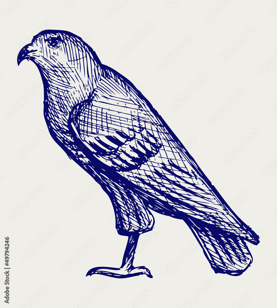 Obraz premium Hawk. Doodle style