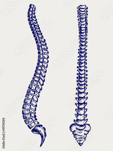 Human Anatomy Spine. Doodle style