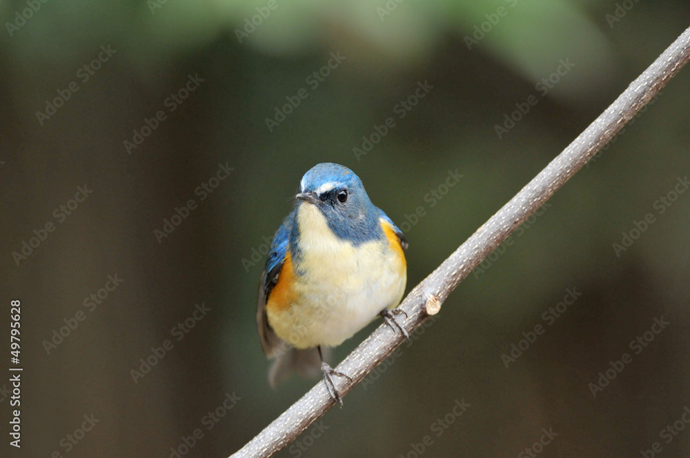 Fototapeta premium 止まり木のルリビタキ