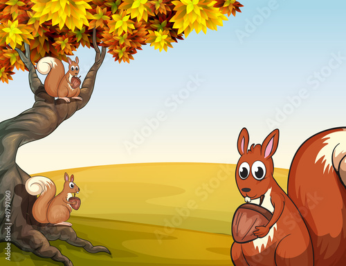 Three squirrels with nuts at the big tree