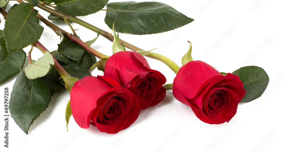 Obraz premium Beautifula red roses isolated on white background