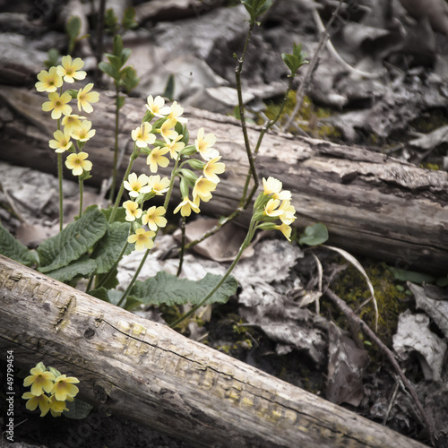 goldgelb leuchtende Schlüsselblumen zwischen Altholz am Waldboden photo