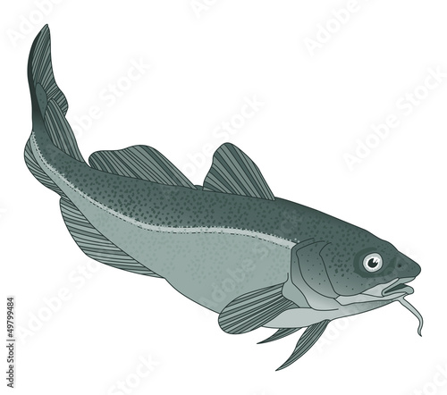codfish