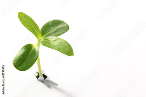 Obraz na płótnie Young sprout