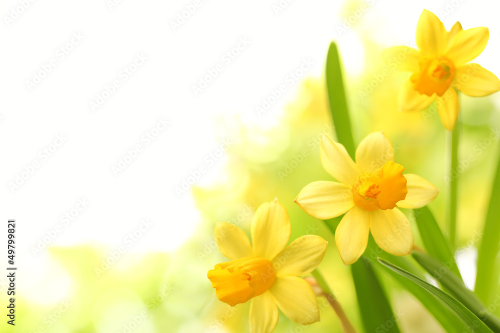 Naklejka premium Daffodil flowers