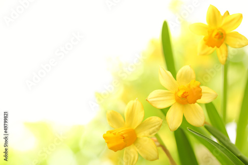 Print op canvas Daffodil flowers