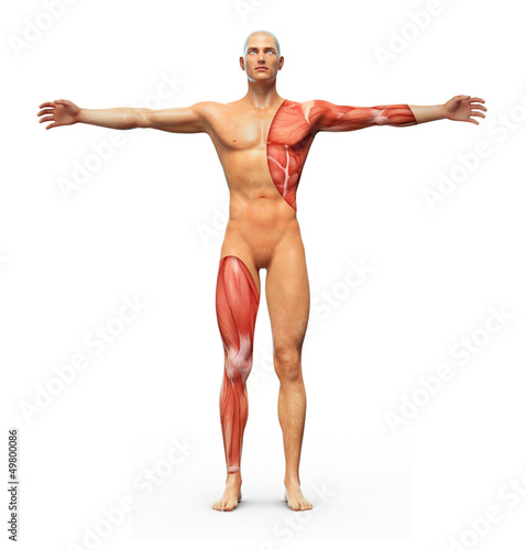 Human anatomy © Mopic