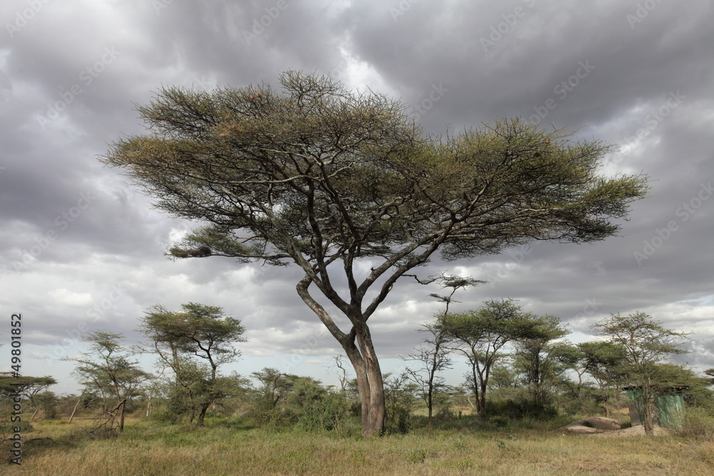 Fototapeta premium Acacia tree against cloudy sky