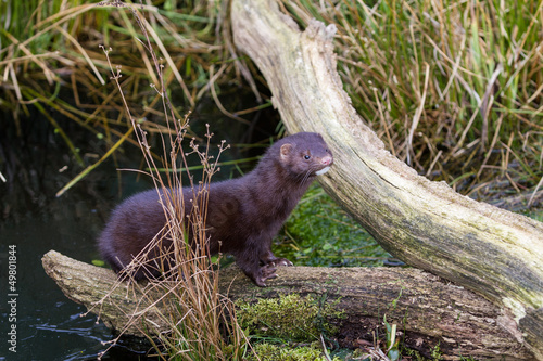 Bild auf Leinwand Mink