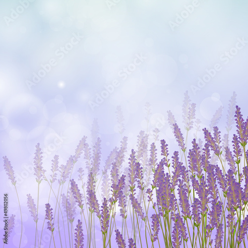 Vector Illustration of a Lavender Background © Ramona Kaulitzki