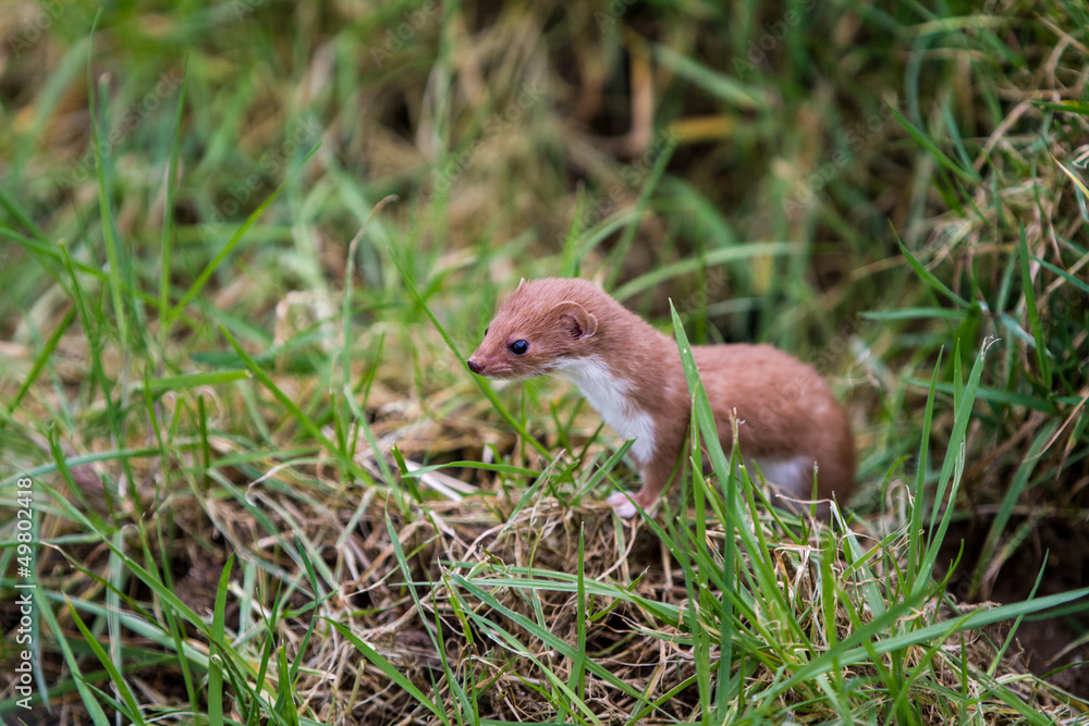 Stoat
