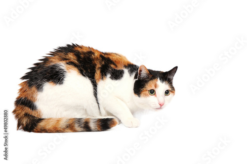 Fototapeta Naklejka Na Ścianę i Meble -  Three-colored kitty cat lying alert and wary, isolated on white