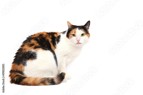Fototapeta Naklejka Na Ścianę i Meble -  Three-color kitty cat with her tongue out, isolated on white