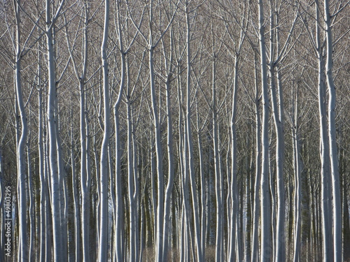 Obraz na plátně Plantation de peupliers