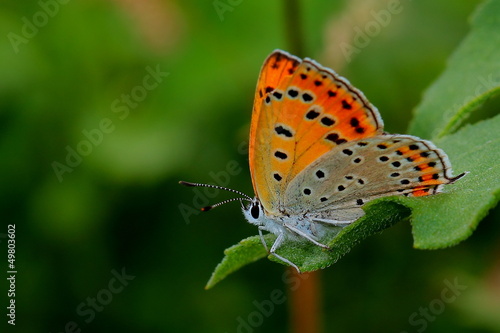 Butterfly - Large Copper (Lycaena dispar)