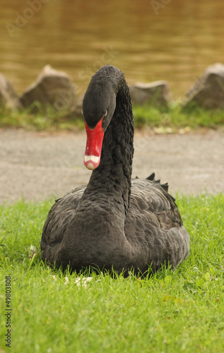 black swan of dawlish