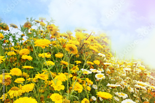 Beautiful yellow sumemr flowers