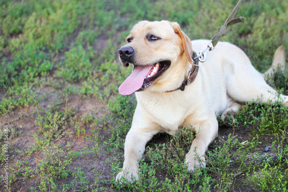 Labrador retriever Labrador retriever