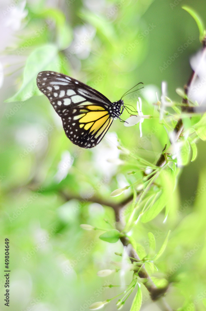 Butterfly. Butterfly.