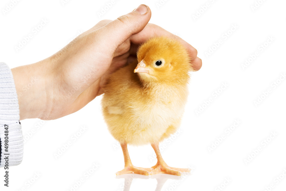Obraz premium Kid pet little chicken