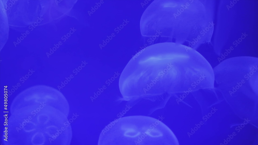 Blooms of white jellyfish named aurelia Blooms of white jellyfish named aurelia
