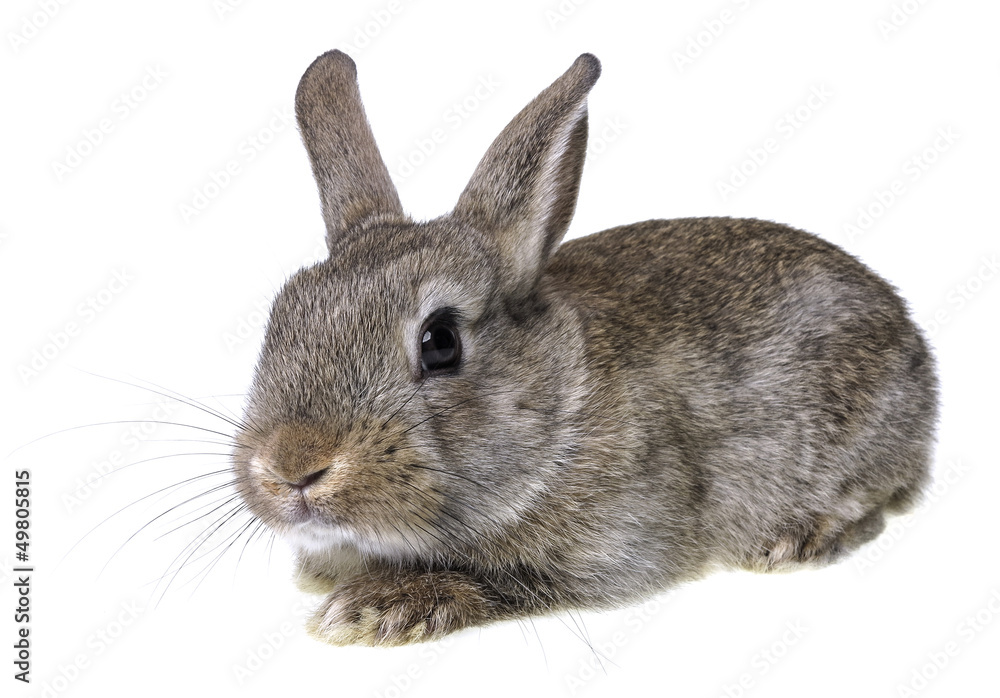 little brown rabbit on a white background little brown rabbit on a white background