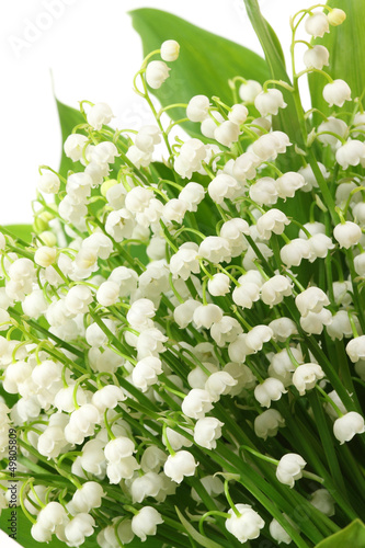 Fototapeta Naklejka Na Ścianę i Meble -  Lily of the valley