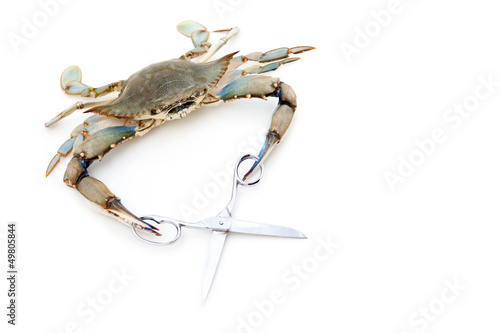 Blue crab holding a scissors