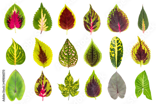 Exotic Leaf Collection set