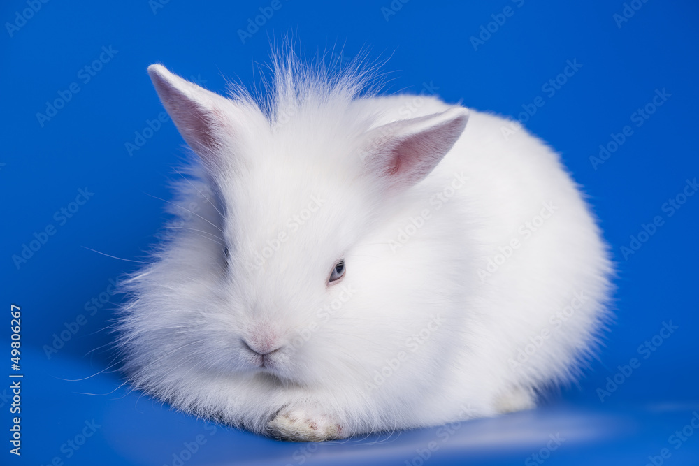 white rabbit on a blue background close up