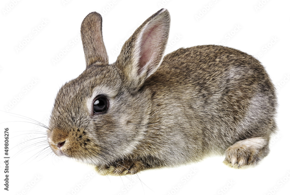 Obraz premium little brown rabbit