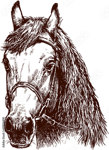 head of horse