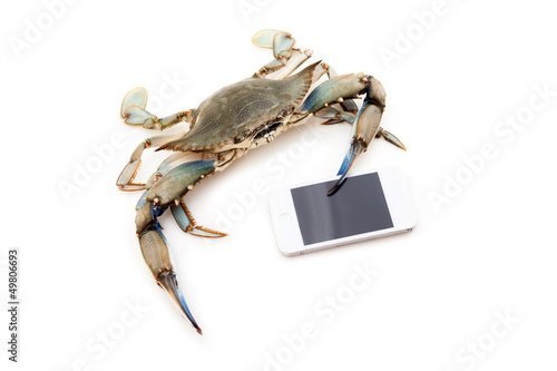 Blue crab holding a mobile phone