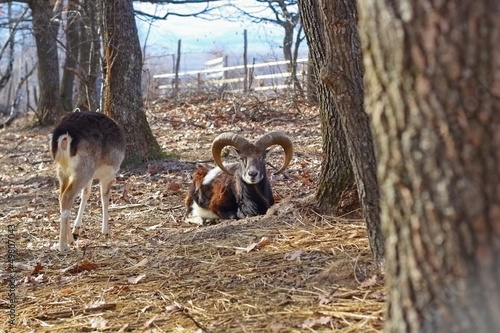 moufflon ram in an enclosure photo