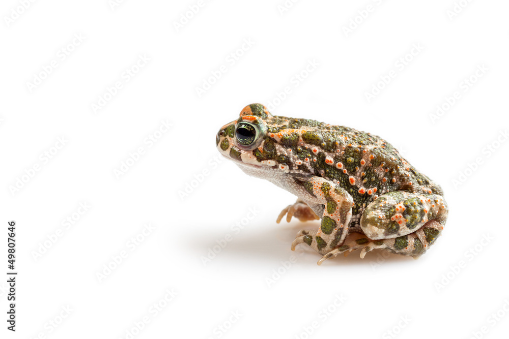 Naklejka premium Green toad (Bufo viridis) isolated on white background