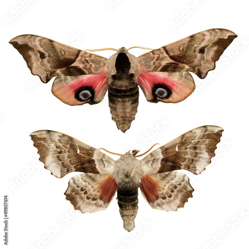 Two hawk moths