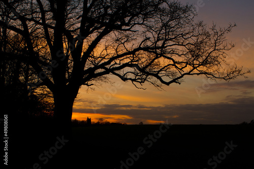 trees in a countryside scene at sunset