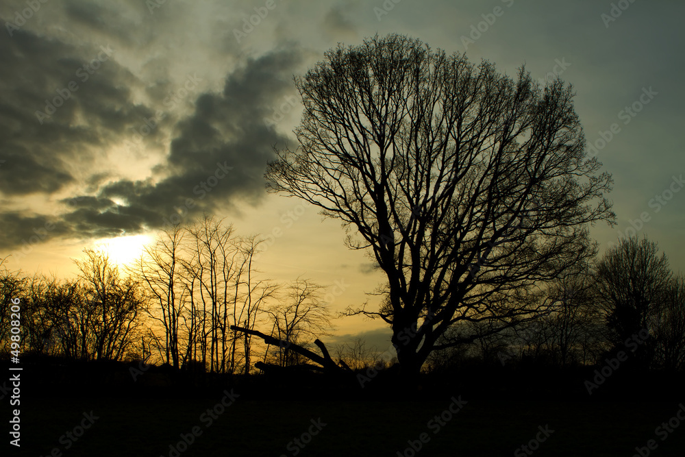trees in a countryside scene at sunset trees in a countryside scene at sunset