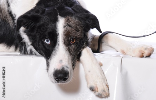 Wallpaper Mural chien borders Torontodigital.ca