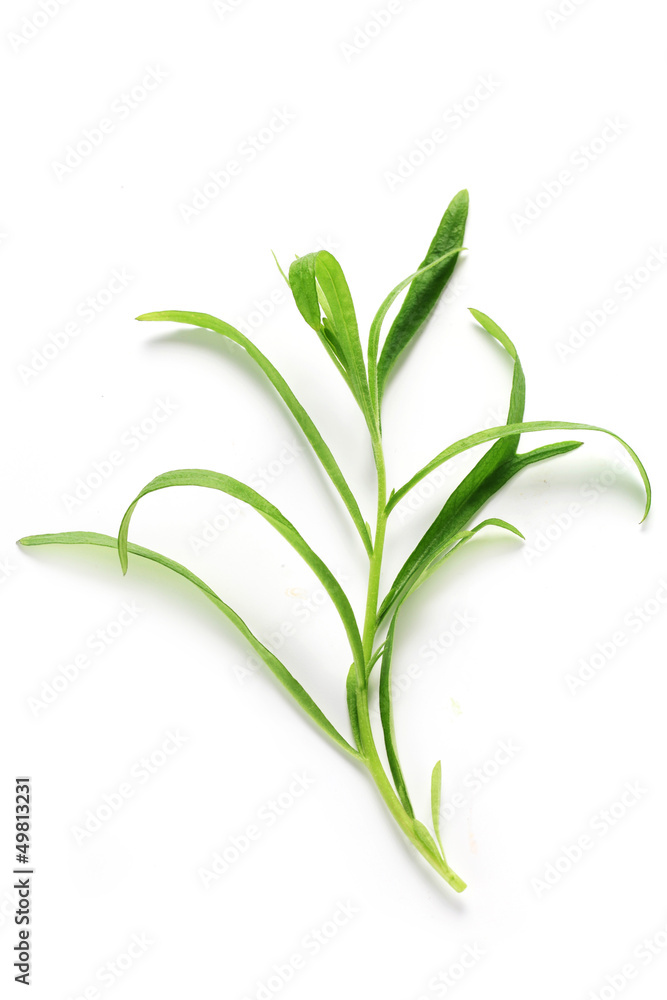 Herb Series - Tarragon Herb Series - Tarragon