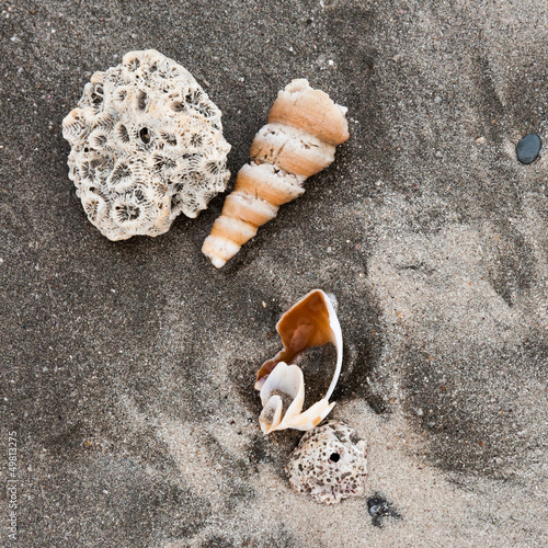 Seashells on a beach near Ngwe Saung in Myanmar photo