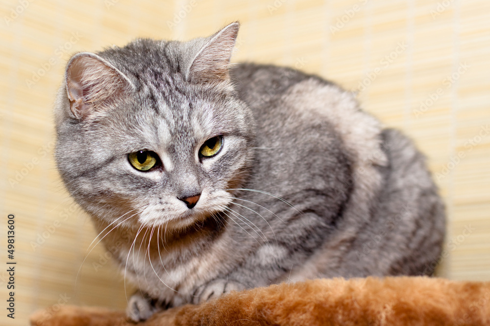 Crey tabby cat