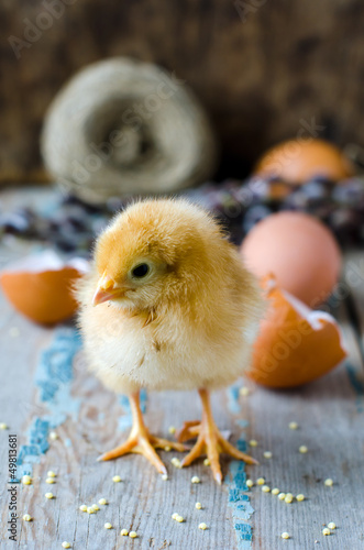 A newborn chick with twigs of willow on a wooden table