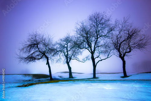 Night winter landscape with snow and trees