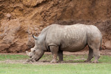 Portrait of a Rhinoceros