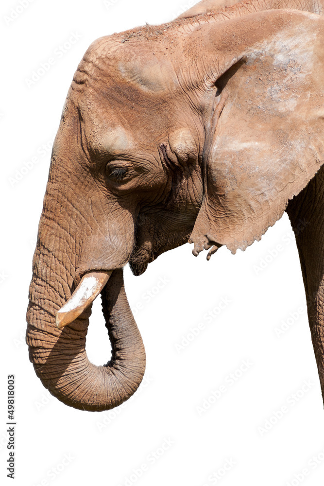 Obraz premium Elephant Close Up