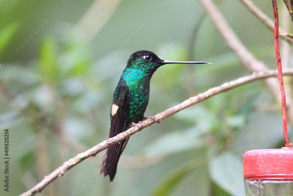 Fototapeta premium Buff-winged Starfrontlet